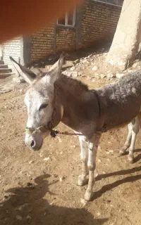 الاغ نر وجوان