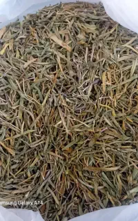 الگز و آغ پنجری