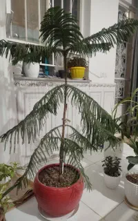 کاج مطبق