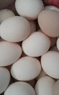 تخم مرغ