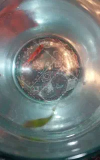 ماهی تایگر