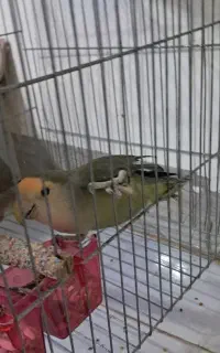 دوعددطوطی برزیلی