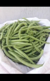 لوبیا سبز تازه و قلمی