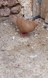 کفتر زرد