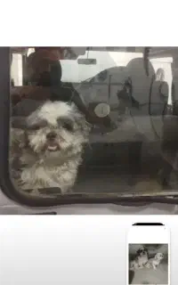 سگ پاکوتاه نژادفلات