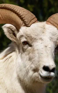 کله و پاچه گوسفند