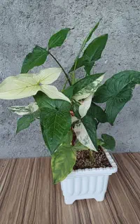 گل سینگونیوم ابلق