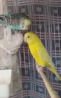 یه جفت مرغ عشق مولد همراه تخم