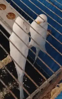 مرغ عشق با تخم