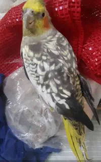 هلندی ماده ) دیر