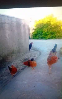 فروش جوجه ساده
