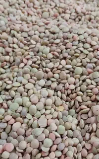عدس محلی .زود پز،خوش طعم