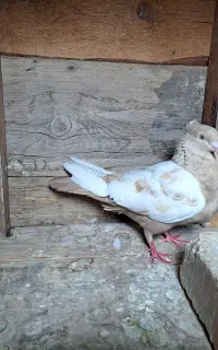 کفتر سینه ای زرد و پرشی
