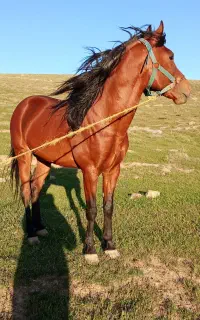 اسب نریان ۶ساله