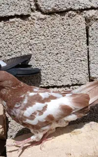 کبوتر پرشی بسیار دروشت و سروحال