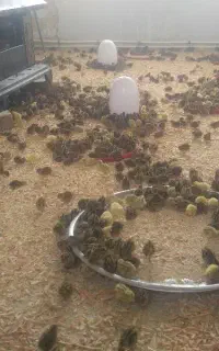 بلدرچین جوجه،مولد