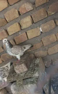 کبوتر