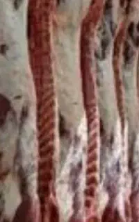 ذبح گاو گوسفند بصورت شرعی. ‌‌.‌‌