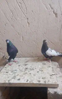 انواع کبوتر یکجا دانه ای 230 تکی هم فروش دارم