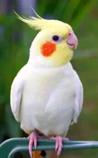 عروس هلندی گم شده