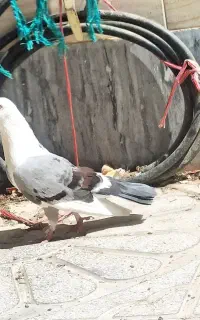 یک عدد پشت گراف نر