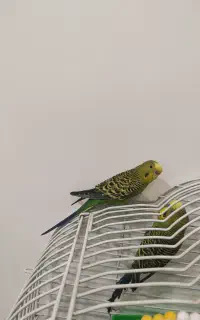 مرغ عشق ماده