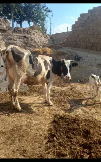 گاوشیری شکم دوم با گوساله سمنتال شیر۱۵ک