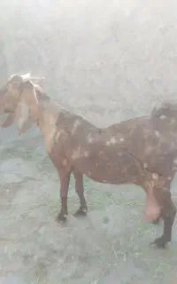 بزمری آبست دوقلوزا