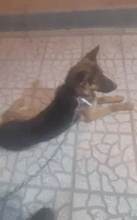 توله ۸ ماهه ژرمن شپرد