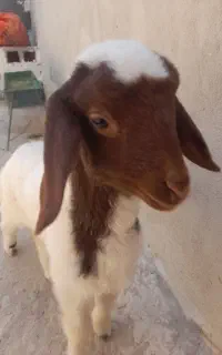 یه راس بره نر