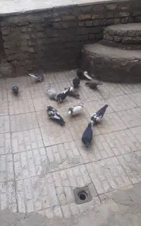 تعدادی کبوتر همه جوره