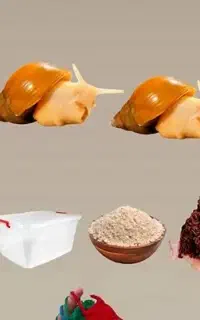 حلزون آچاتینا پیش مولد آفریقایی