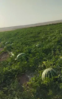 هندوانه درجه یک صادراتی