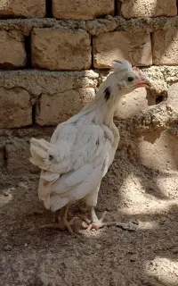 جوجه