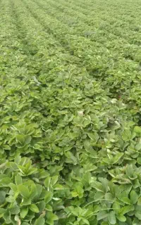 فروش نهال توتفرنگی خارجی سابرینا
