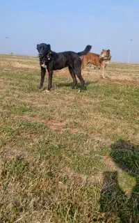 گمشده