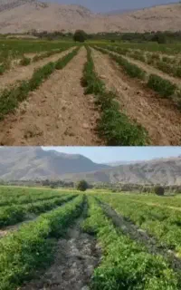 کود آلی ارگانیک کروا سبو سیب افزایش باردهی35%