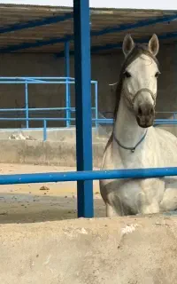 اسب عرب ایران اصیل دم گیر