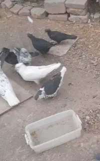 کبوتر فروشی
