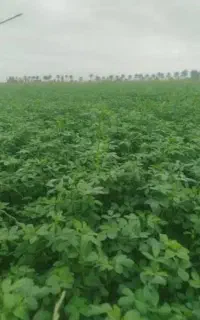 فروش یونجه باغی