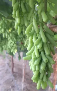 فروش نهال انگور موندراپ درسبزوار