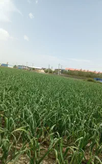 کارکشاورزی