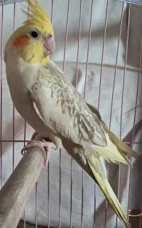 عروس هلندی ماده