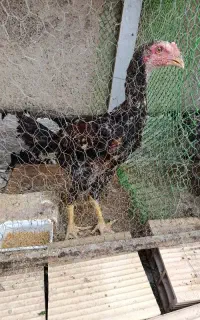 مرغ و خروس لاری ترک