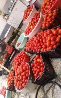 آبگیری گوجه