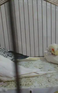 پرنده