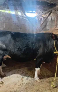 گاو