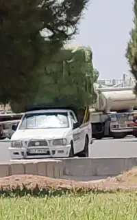 بیده بردسیر