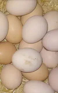 تخم مرغ محلی