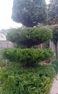 باغبانی حرفه ای وبادستمزد منصفانه